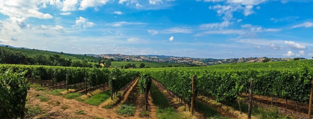 A Tuscany vineyard