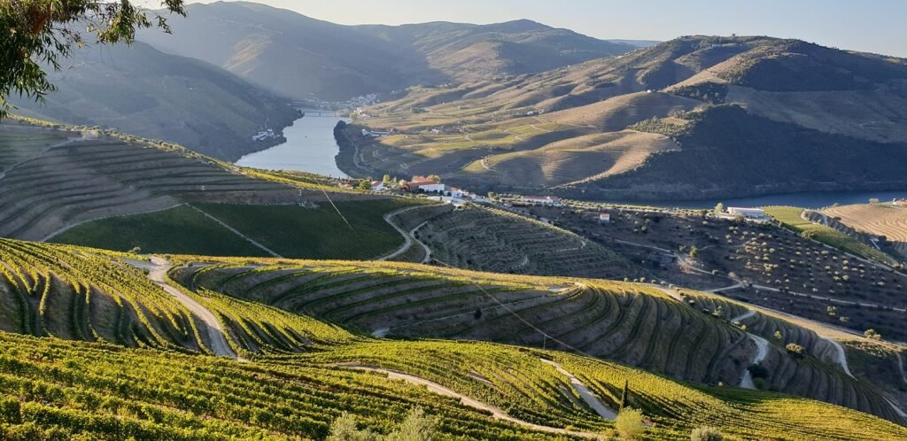 Douro Valley vineyard